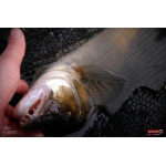 Ripper REDBASS MAGNETO L - 96 mm