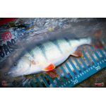 Ripper REDBASS SWIMMER SLIM XL - 125 mm
