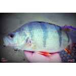 Ripper REDBASS SWIMMER SLIM XL - 125 mm