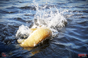 swimmer_xxl_stika_85-300x200-1.jpg