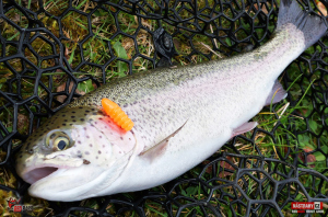 troutgrub_l_duhak-10-300x200-1.jpg
