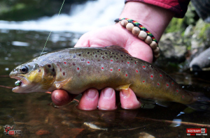 troutgrub_l_potocak-6-300x200-1.jpg