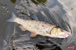 skitter_pop_tloust_4-150x100-1.jpg