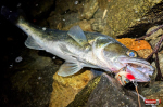wobler-salmo-jerk-candat-1-150x100-1.jpg