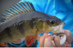 Smáčik REDBASS ALS