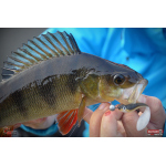 Smáčik REDBASS ALS