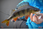 Smáčik REDBASS ALS