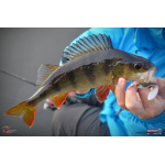 Smáčik REDBASS ALS