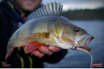 Smáčik REDBASS ALS
