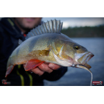 Smáčik REDBASS ALS