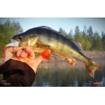 Smáčik REDBASS ALS