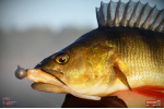Smáčik REDBASS ALS