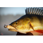 Smáčik REDBASS ALS