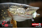 Veľký smáčik REDBASS BIG ONE 5