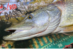 Veľký smáčik REDBASS BIG SNAKE XXL
