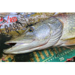 Veľký smáčik REDBASS BIG SNAKE XL