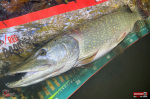 Veľký smáčik REDBASS BIG SNAKE XXL