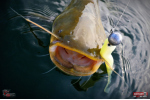 Veľký smáčik REDBASS BIG SNAKE XXL
