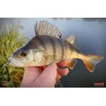 Cikáda Metal Vib Daiwa Prorex 3,8 cm, 7 g