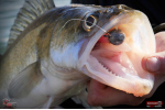 Ripper REDBASS KICKER L - 100 mm