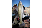Ripper REDBASS KICKER L - 100 mm