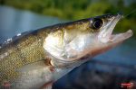 Ripper REDBASS KICKER L - 100 mm