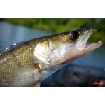 Ripper REDBASS KICKER L - 100 mm