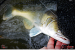 Ripper REDBASS KICKER L - 100 mm