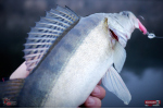 Ripper REDBASS KICKER L - 100 mm
