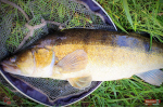 Ripper REDBASS KICKER L - 100 mm