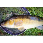 Ripper REDBASS KICKER L - 100 mm
