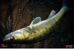 Ripper REDBASS KICKER L - 100 mm