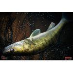 Ripper REDBASS KICKER L - 100 mm
