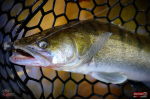 Ripper REDBASS KICKER L - 100 mm