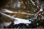 Ripper REDBASS KICKER L - 100 mm