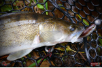 Ripper REDBASS KICKER L - 100 mm