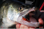 Ripper REDBASS KICKER L - 100 mm