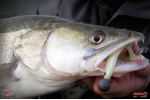 Ripper REDBASS KICKER L - 100 mm