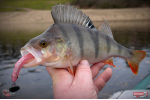 Ripper REDBASS KICKER L - 100 mm
