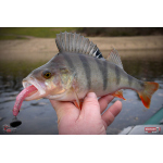 Ripper REDBASS KICKER L - 100 mm