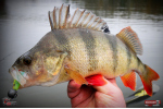 Ripper REDBASS KICKER L - 100 mm