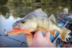 Ripper REDBASS KICKER L - 100 mm