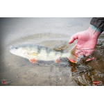 Ripper REDBASS KICKER L - 100 mm