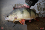 Ripper REDBASS KICKER L - 100 mm