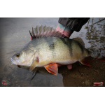 Ripper REDBASS KICKER L - 100 mm
