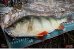 Ripper REDBASS KICKER L - 100 mm