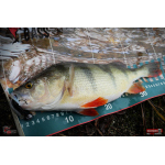 Ripper REDBASS KICKER L - 100 mm