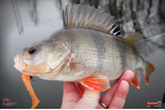 Ripper REDBASS KICKER L - 100 mm