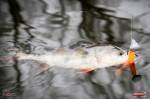 Ripper REDBASS KICKER L - 100 mm