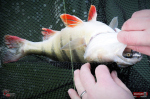 Ripper REDBASS KICKER L - 100 mm
